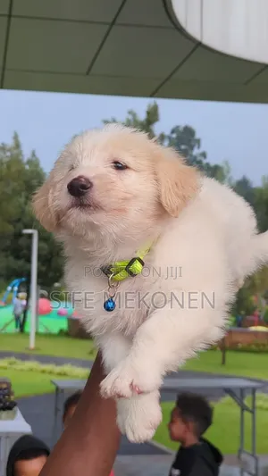 1-3 months Male Purebred Maltese