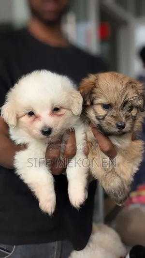 Photo - 1-3 months Male Purebred Maltese