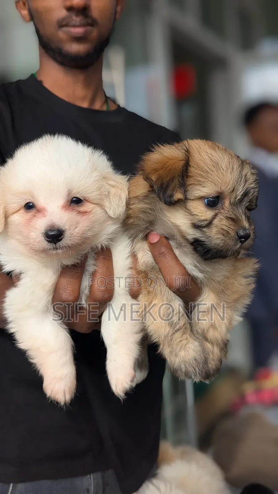 1-3 months Male Purebred Maltese