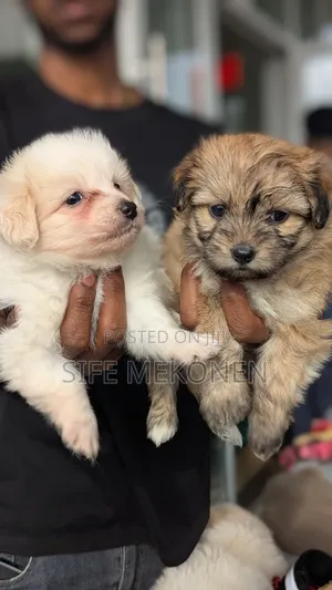 1-3 months Male Purebred Maltese