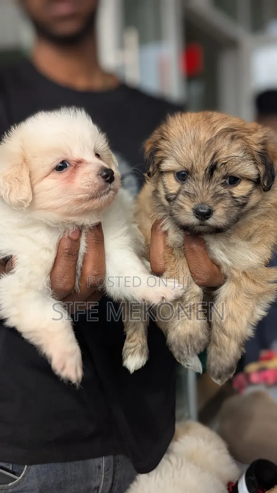 1-3 months Male Purebred Maltese