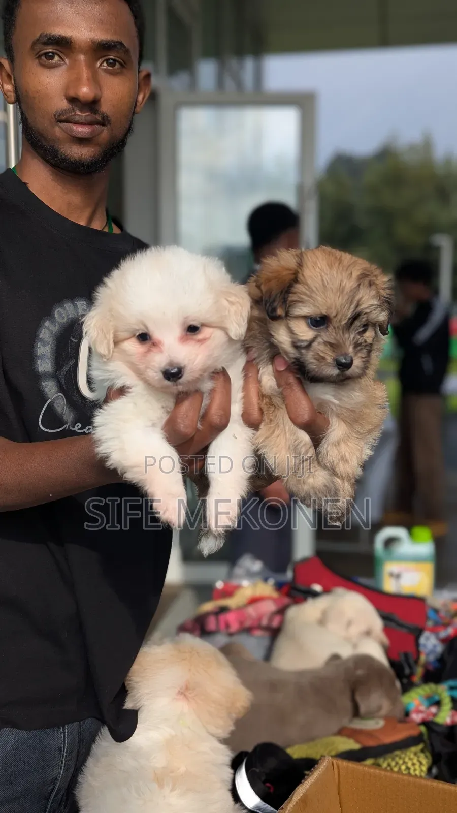 1-3 months Male Purebred Maltese