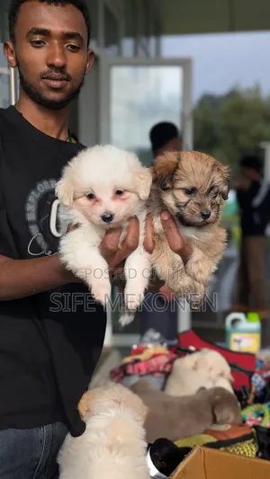 1-3 months Male Purebred Maltese