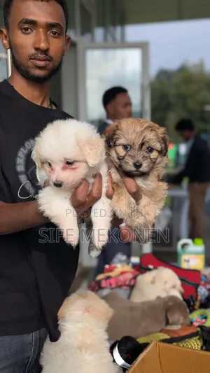 1-3 months Male Purebred Maltese