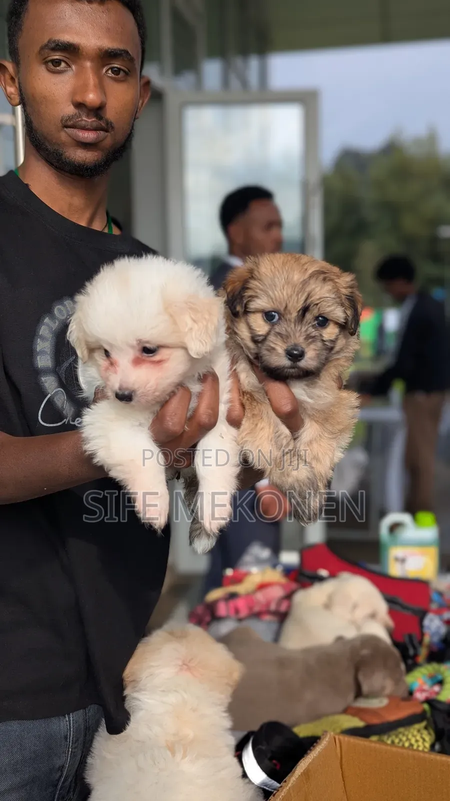 1-3 months Male Purebred Maltese