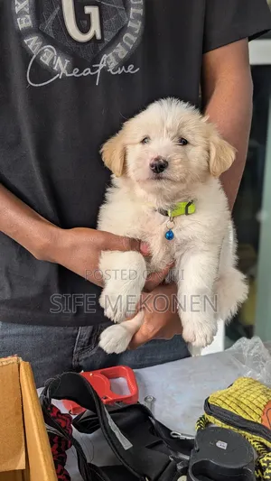 Photo - 1-3 months Male Purebred Maltese