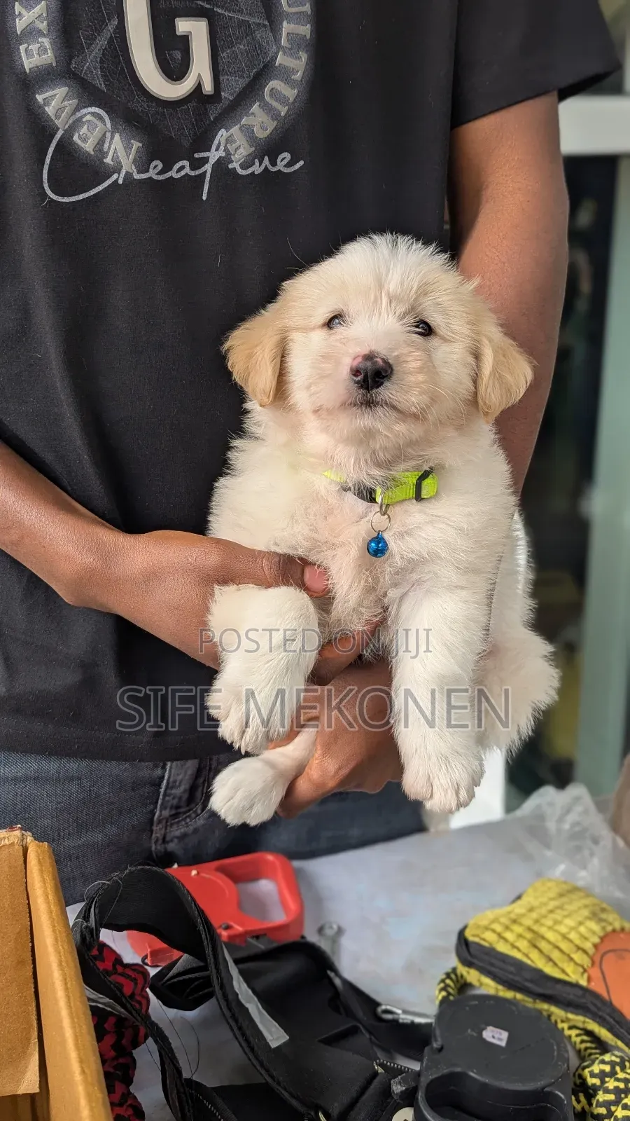 1-3 months Male Purebred Maltese