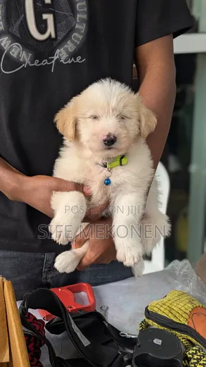 1-3 months Male Purebred Maltese