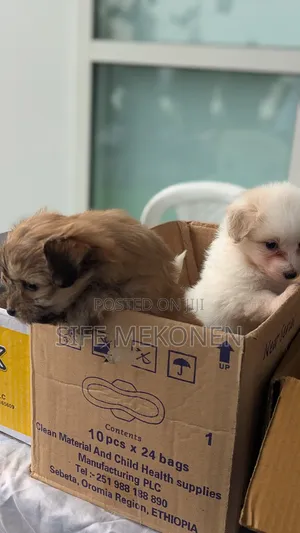 1-3 months Male Purebred Maltese