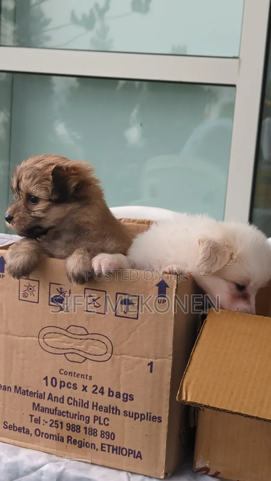 1-3 months Male Purebred Maltese