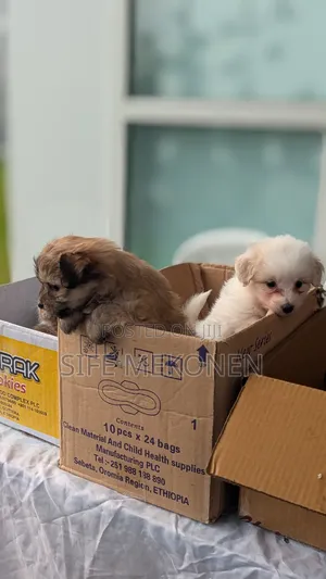 1-3 months Male Purebred Maltese