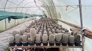 Cactus Plant Fir Office Lobby Decorations