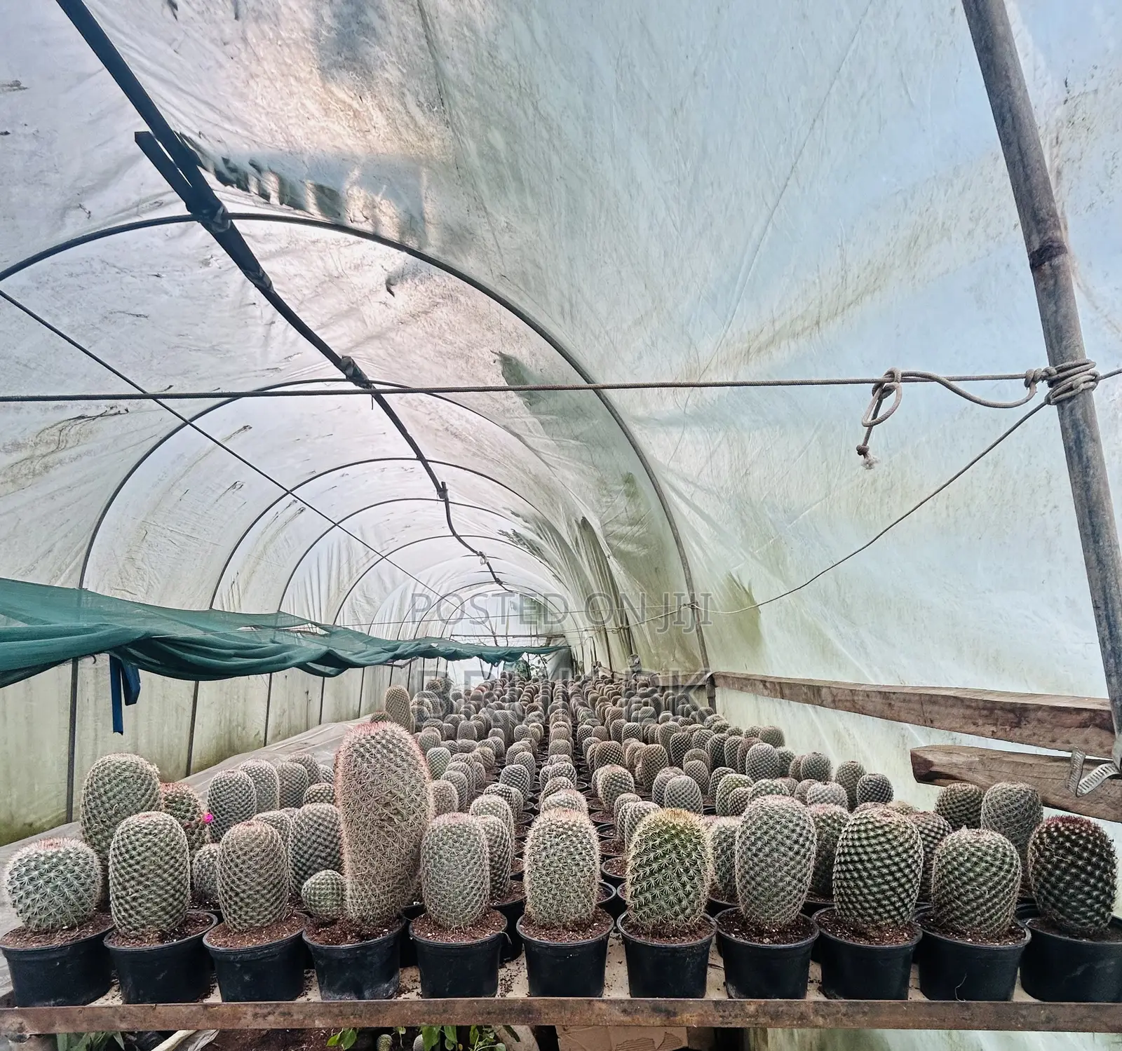Cactus Plant Fir Office Lobby Decorations