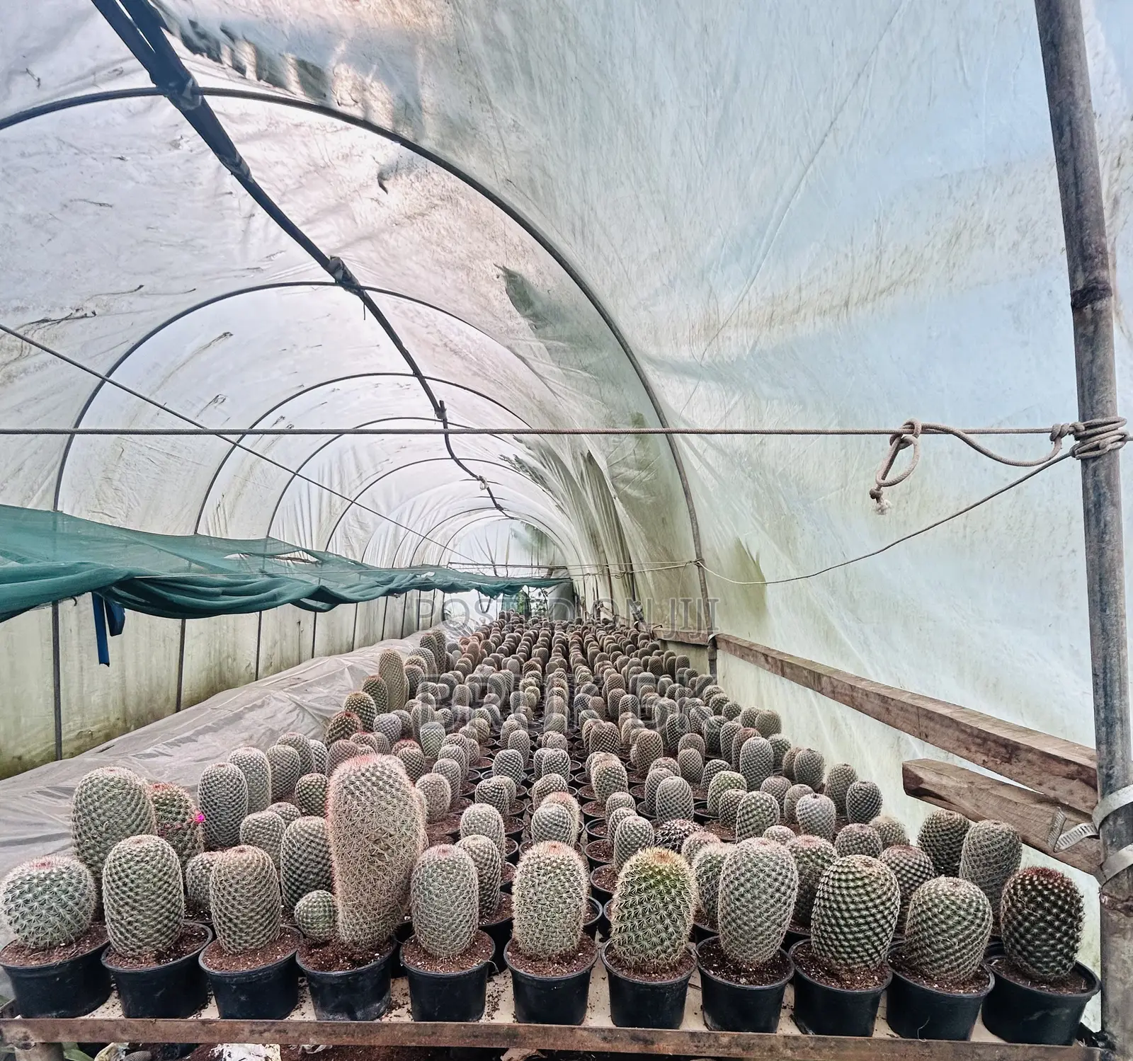 Cactus Plant Fir Office Lobby Decorations
