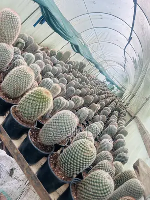 Photo - Cactus Plant Fir Office Lobby Decorations