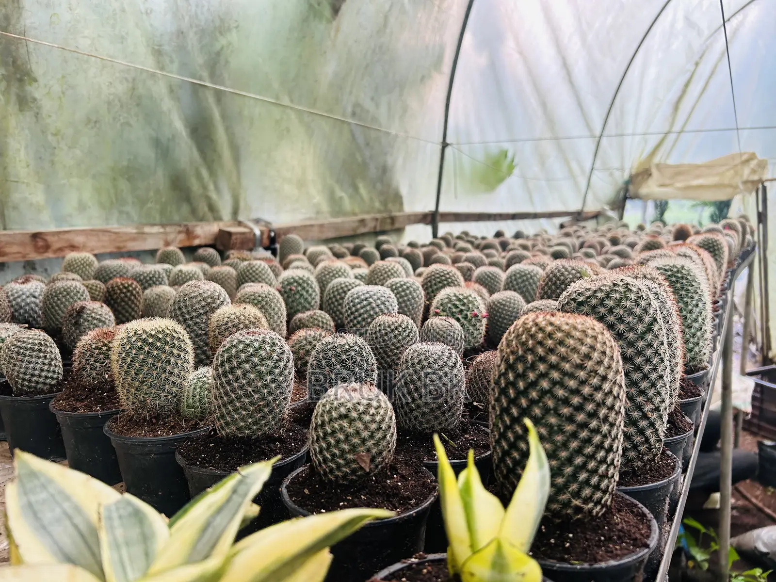 Cactus Plant Fir Office Lobby Decorations