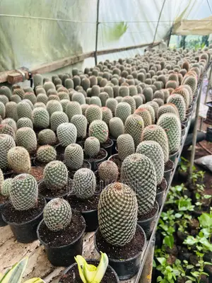 Cactus Plant Fir Office Lobby Decorations