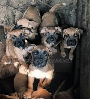 Photo - 1-3 months Male Purebred Bullmastiff