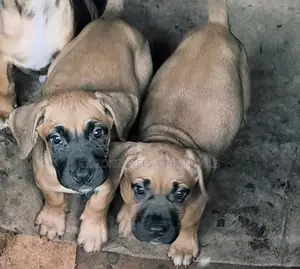 1-3 months Male Purebred Bullmastiff