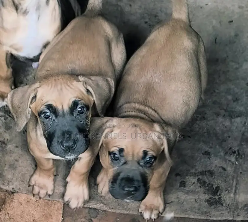 1-3 months Male Purebred Bullmastiff