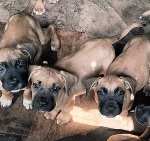 1-3 months Male Purebred Bullmastiff