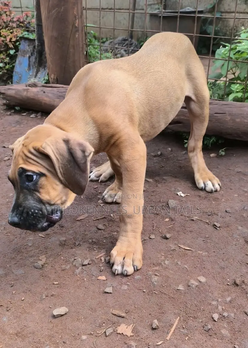 1-3 months Female Purebred Bullmastiff