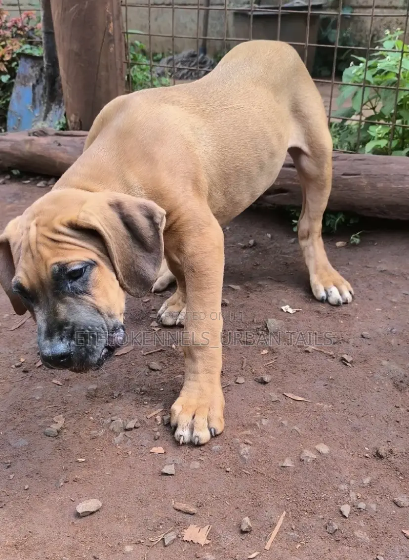 1-3 months Female Purebred Bullmastiff