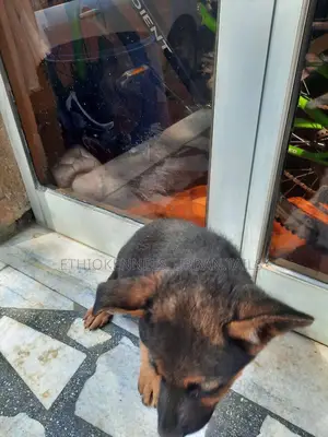 1-3 months Male Purebred German Shepherd