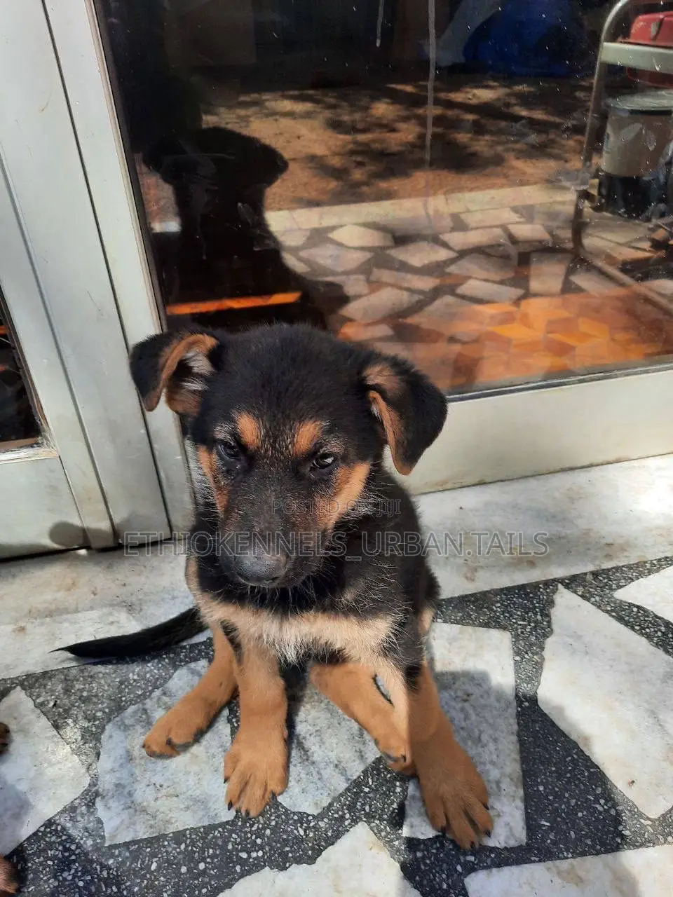 1-3 months Male Purebred German Shepherd