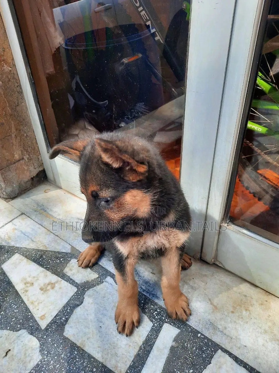 1-3 months Male Purebred German Shepherd