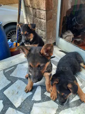 1-3 months Male Purebred German Shepherd