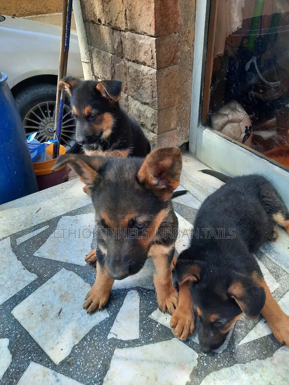 1-3 months Male Purebred German Shepherd