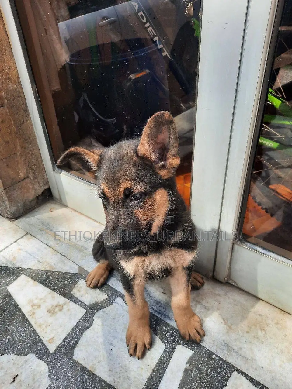 1-3 months Male Purebred German Shepherd