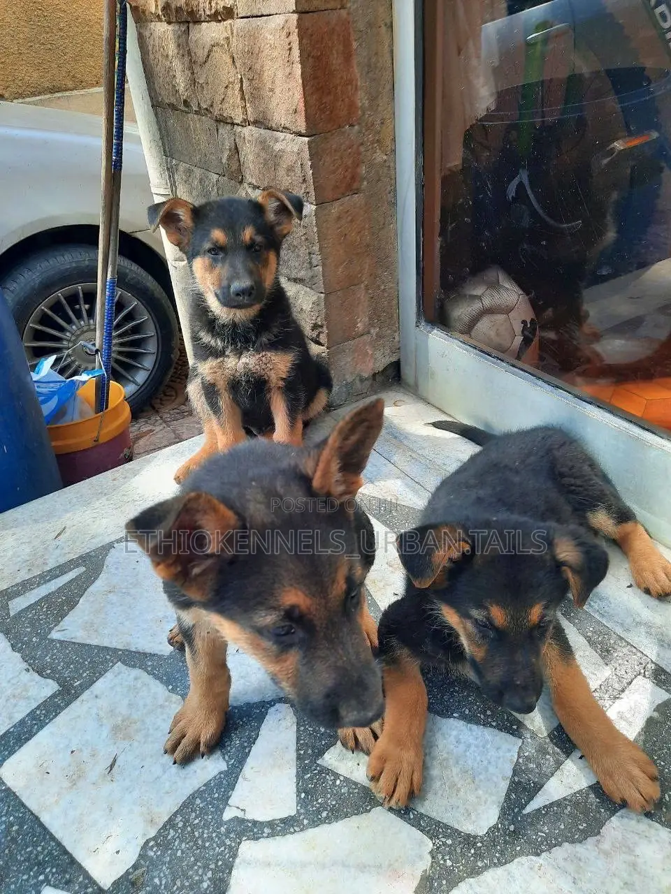 1-3 months Male Purebred German Shepherd