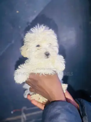 Photo - 1-3 months Female Purebred Maltese