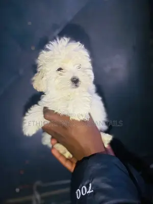 1-3 months Female Purebred Maltese