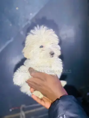 1-3 months Female Purebred Maltese