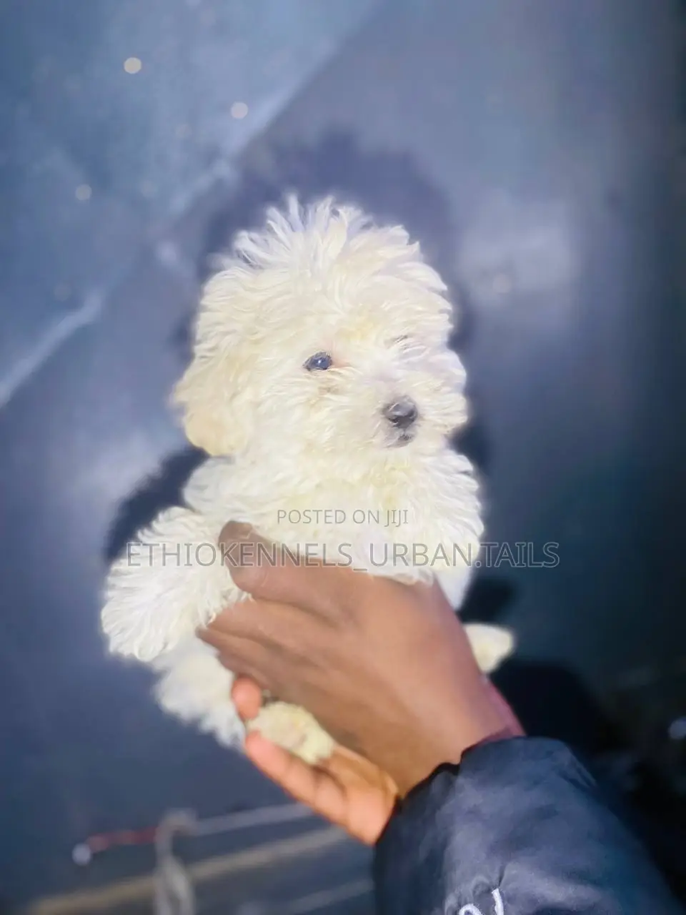 1-3 months Female Purebred Maltese