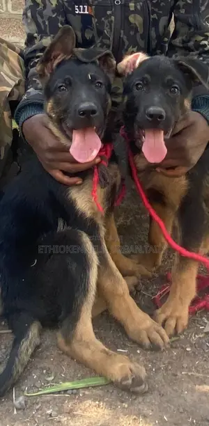 1-3 months Male Purebred German Shepherd