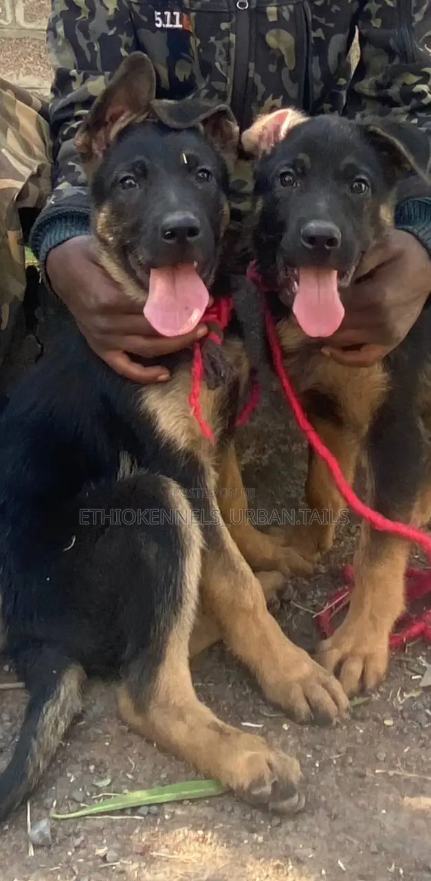 1-3 months Male Purebred German Shepherd