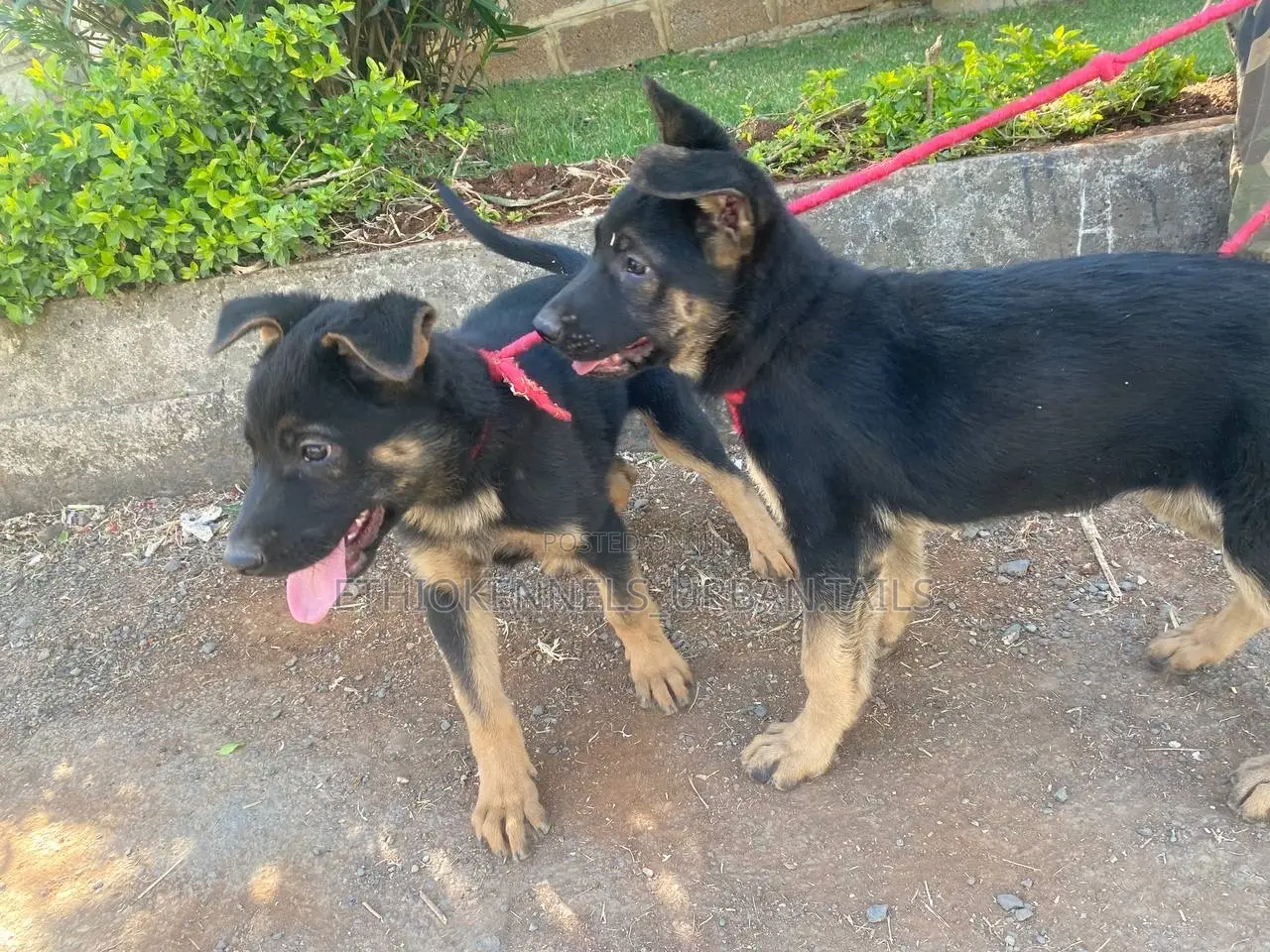 1-3 months Male Purebred German Shepherd