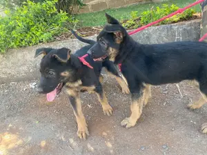 1-3 months Male Purebred German Shepherd