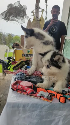 1-3 months Male Purebred Siberian Husky