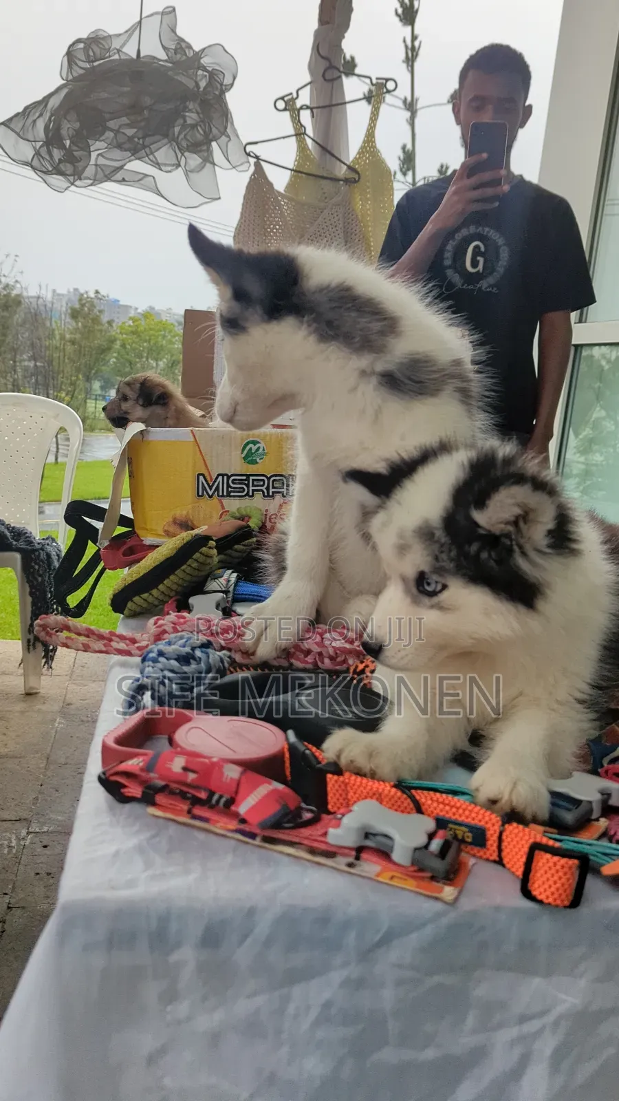 1-3 months Male Purebred Siberian Husky