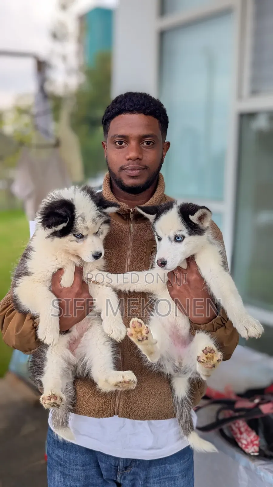 1-3 months Male Purebred Siberian Husky