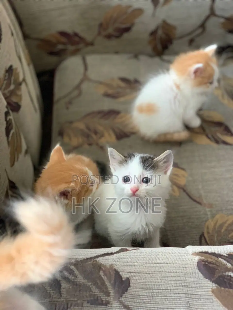 1-3 months Female Mixed Breed Norwegian Forest