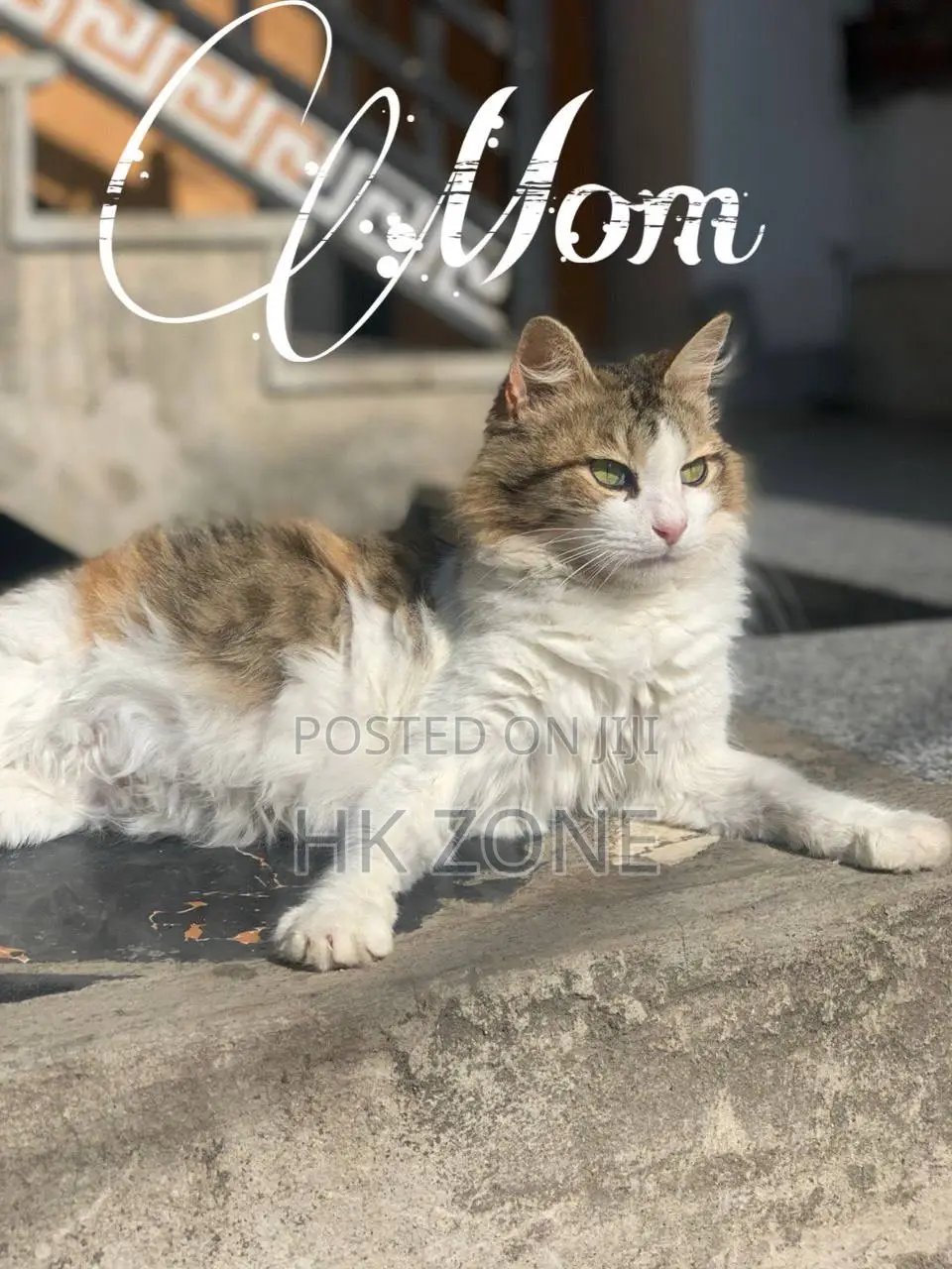 1-3 months Female Mixed Breed Norwegian Forest