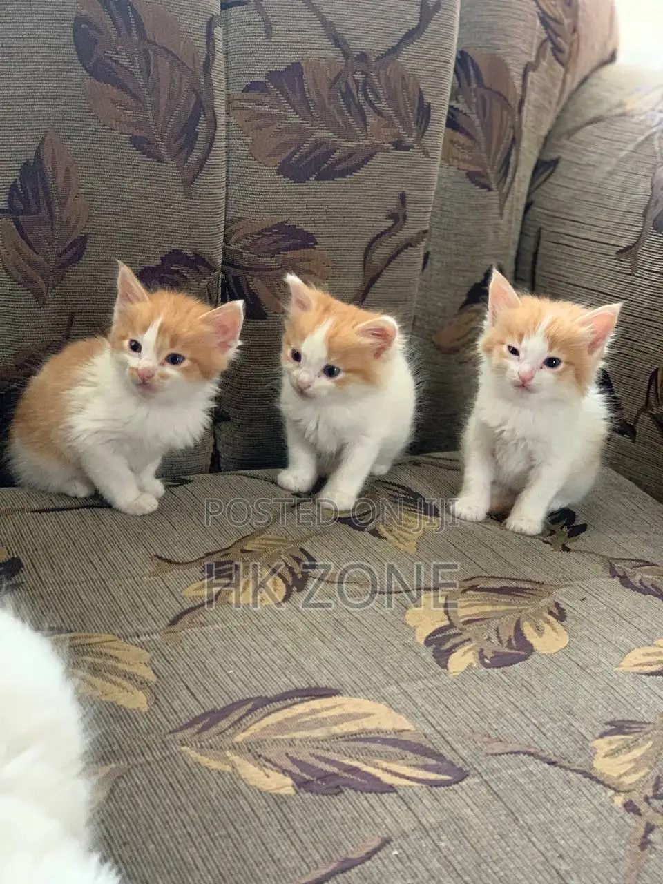 1-3 months Female Mixed Breed Norwegian Forest
