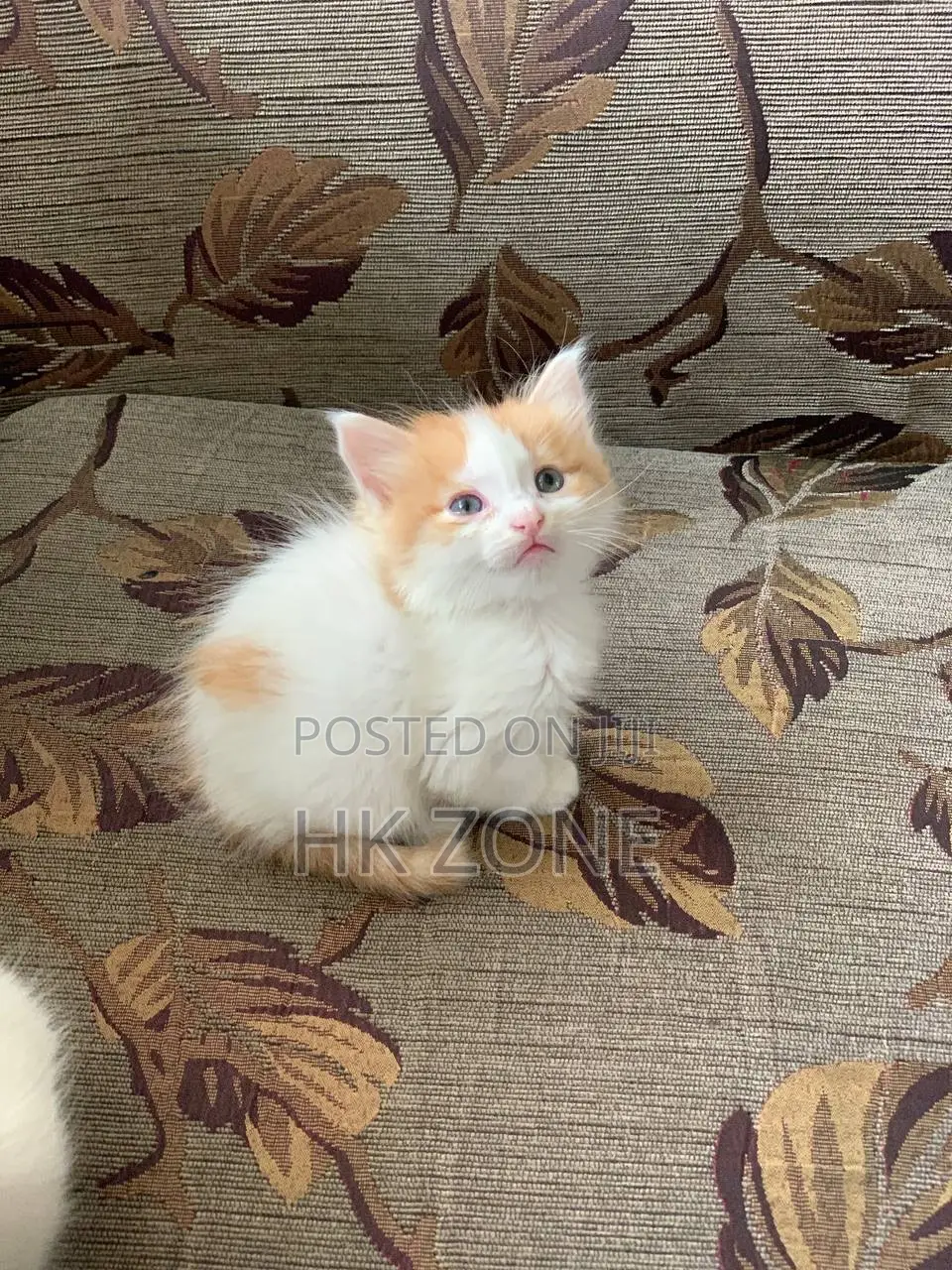 1-3 months Female Mixed Breed Norwegian Forest