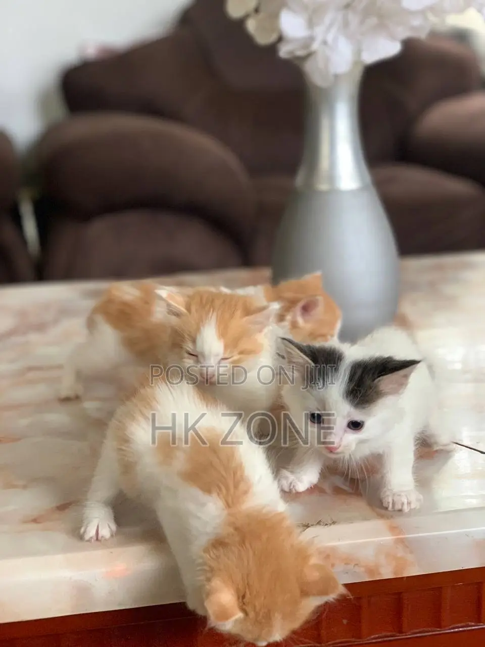 1-3 months Female Mixed Breed Norwegian Forest